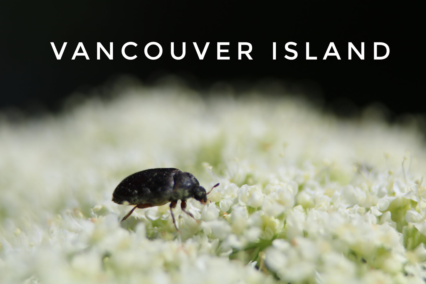 Vancouver Island Beetle Mug