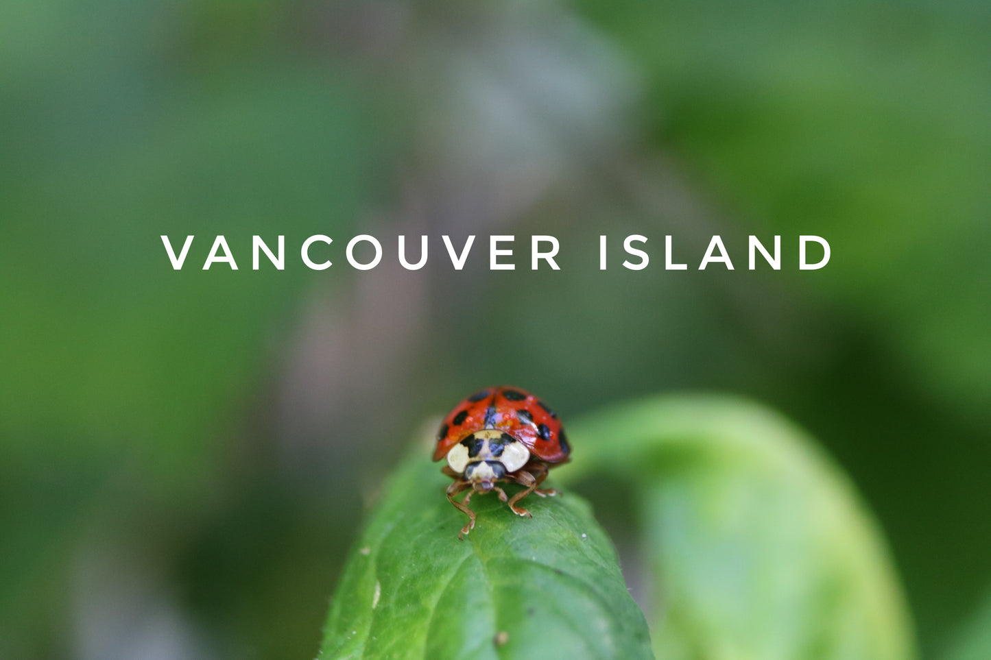 Vancouver Island Lady Bug Mug