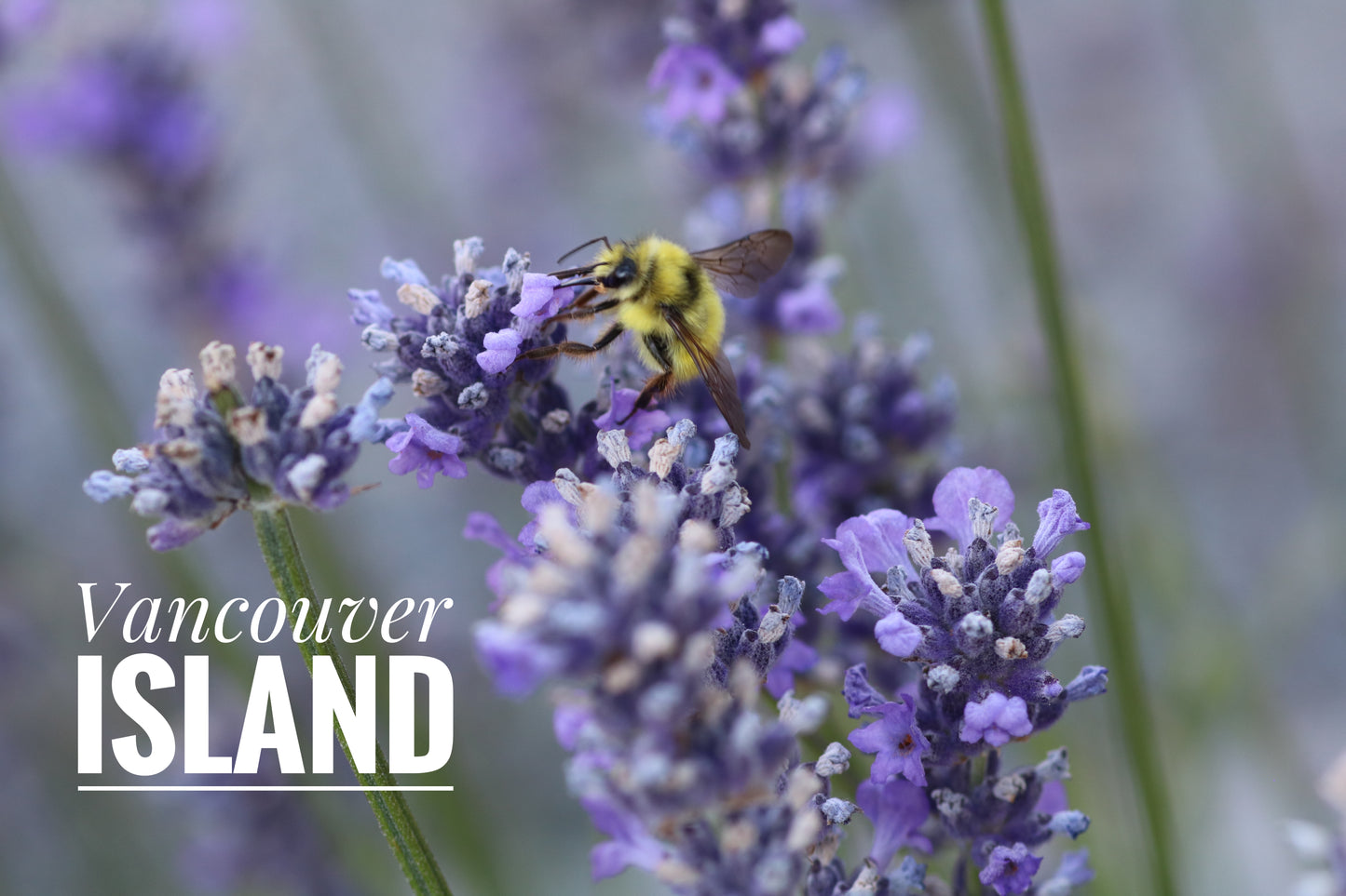 Vancouver Island Lavender Honey Bee Mug