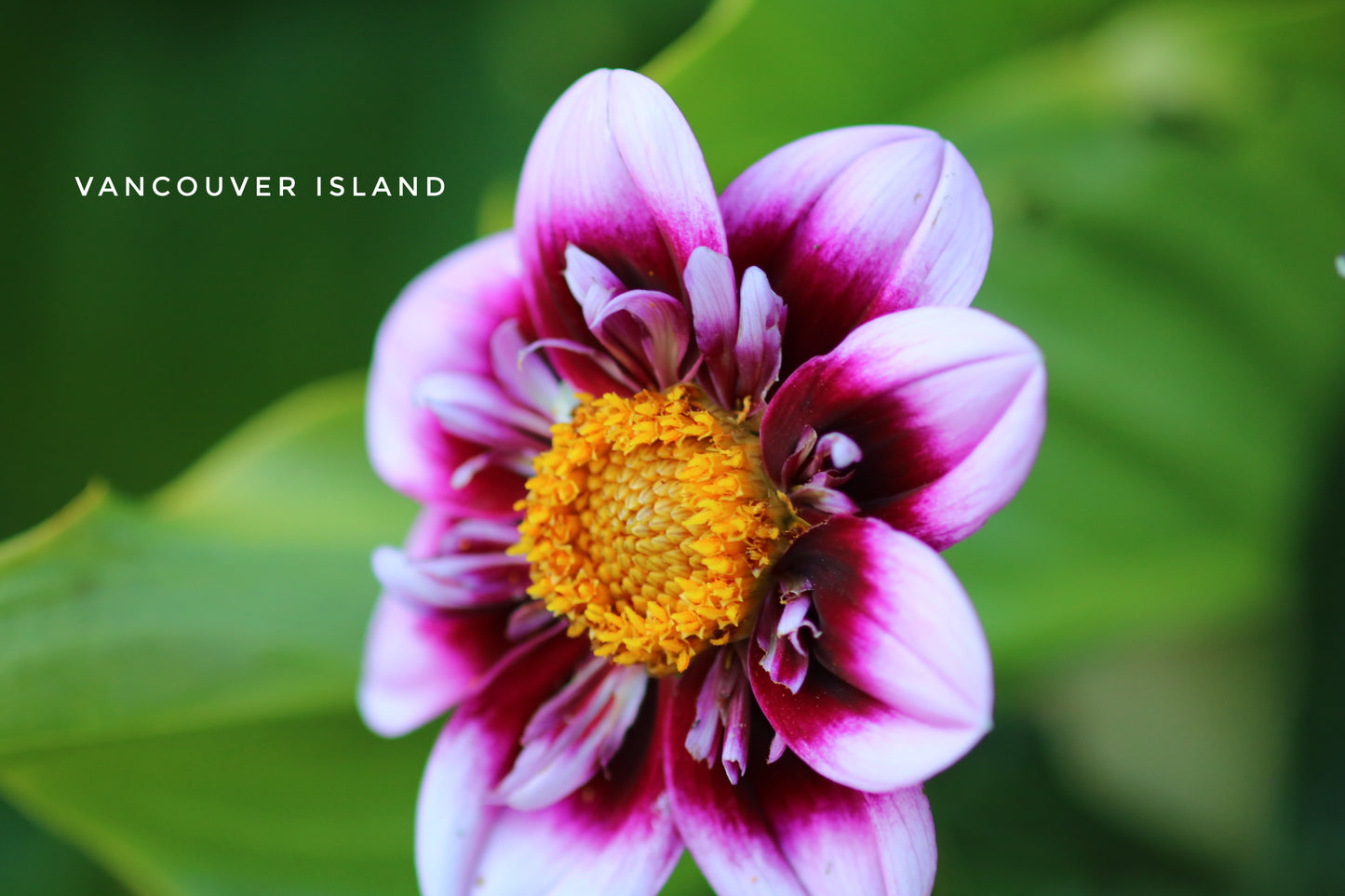Vancouver Island Vibrant Flower Mug