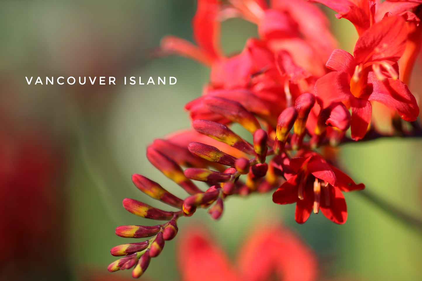 Vancouver Island Red Flower Mug