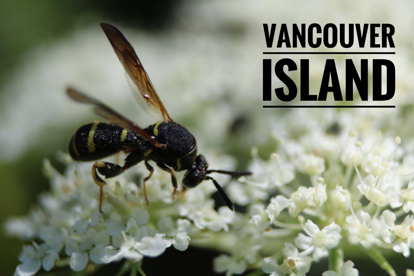 Vancouver Island Wasp Mug
