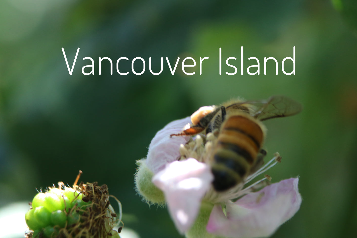 Vancouver Island Honey Bee Mug