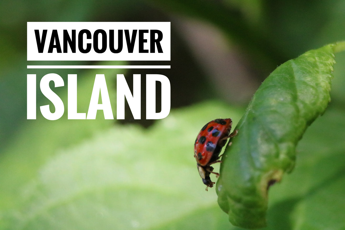 Vancouver Island Lady Bug Hanging Mug
