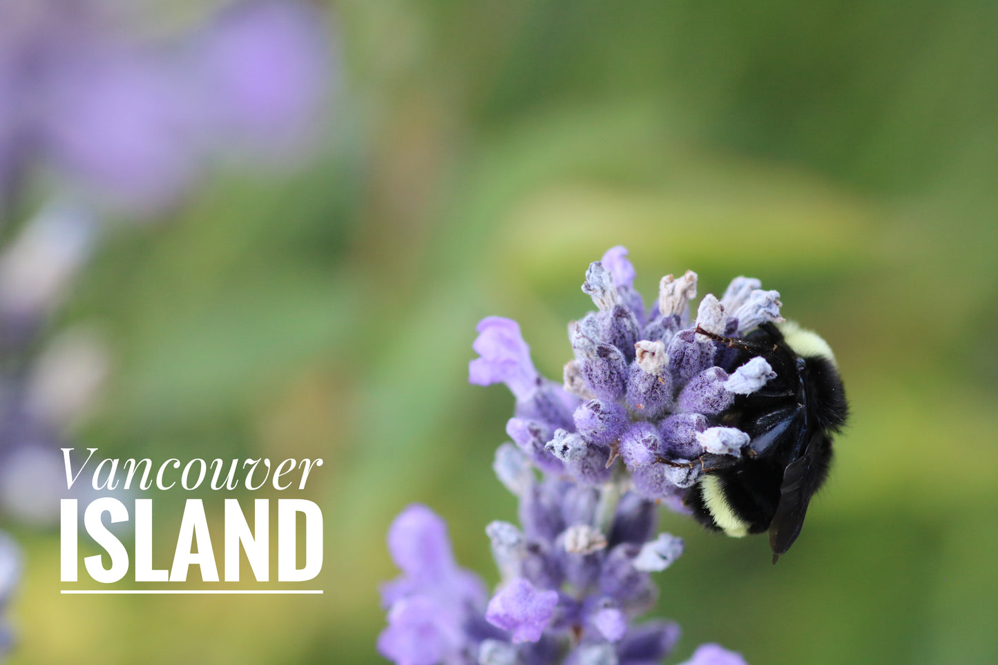 Purple Flower Bumblebee -Glossy Fridge Magnet