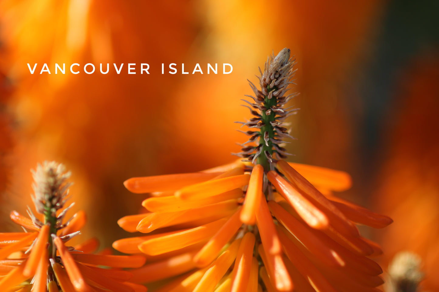 Bright Orange Flower -Glossy Fridge Magnet