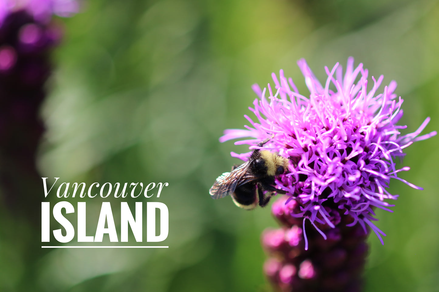 Vancouver Island Purple Flower Bee Mug