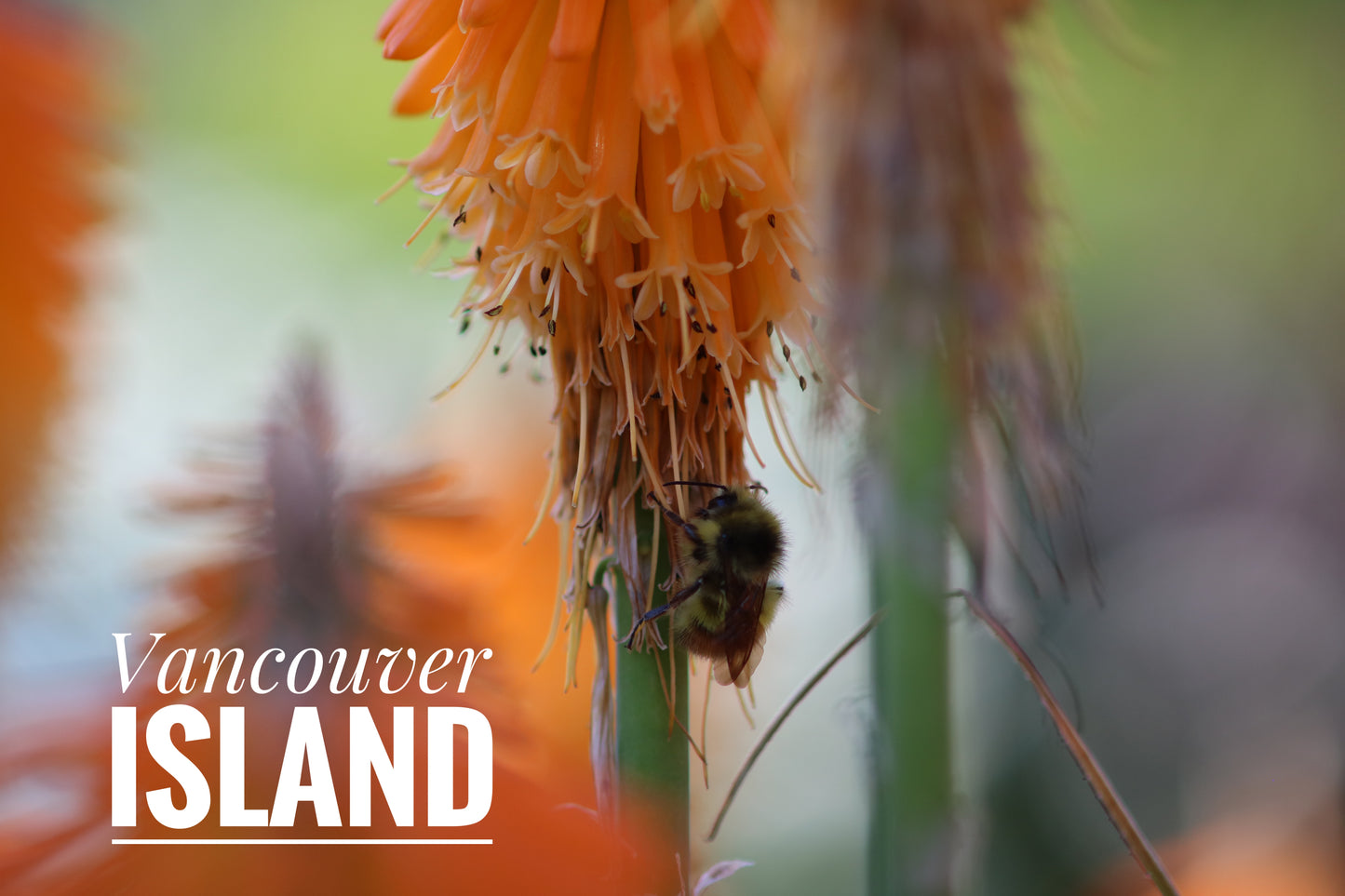 Vancouver Island Orange Flower Bee Mug