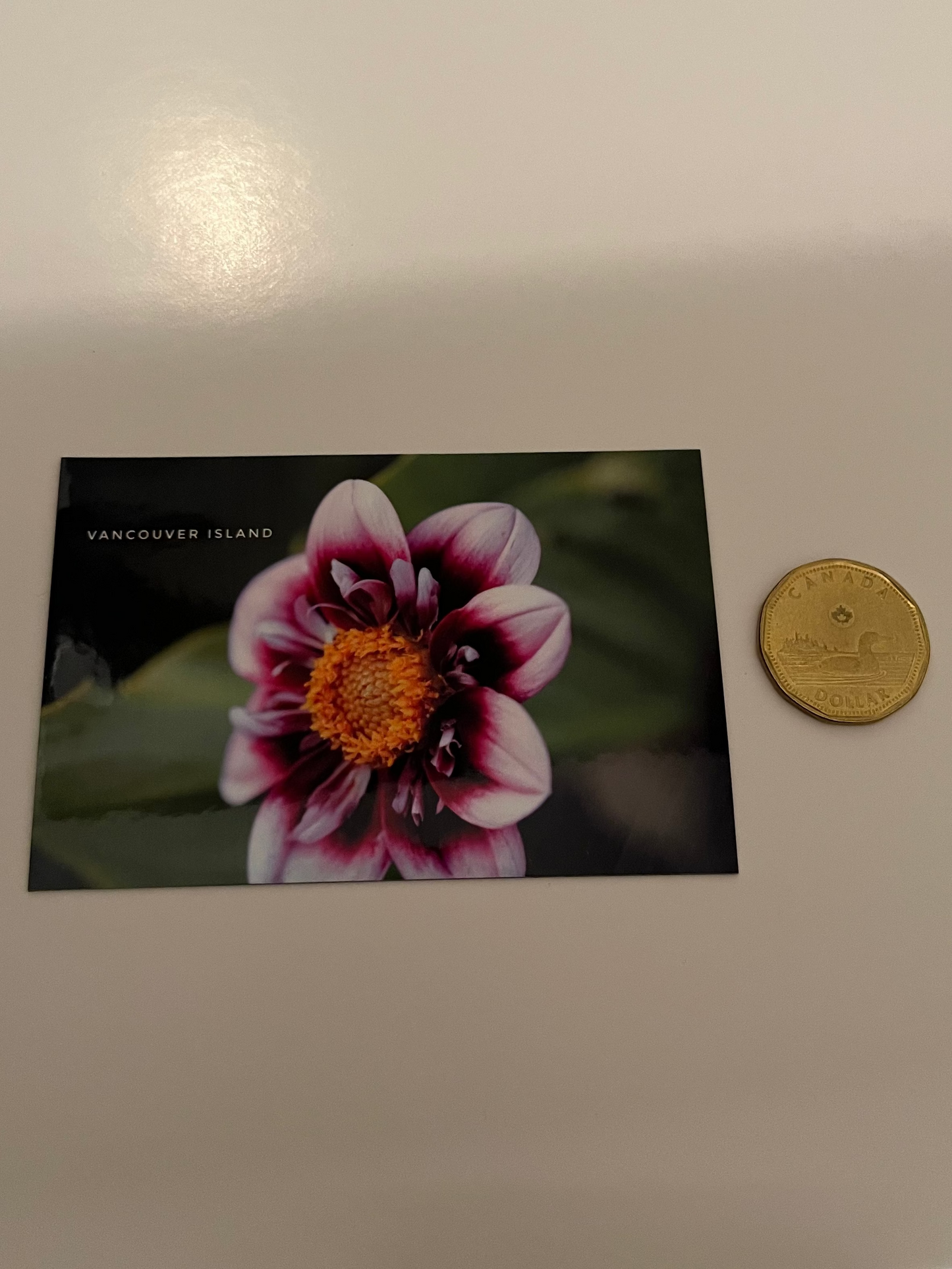 Purple Flower -Glossy Fridge Magnet